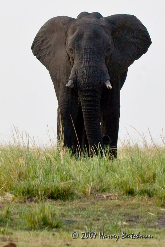 Elephant 4694.jpg